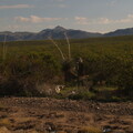 MA011185