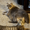 IMG 2345 - Copy