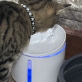 IMG 1342