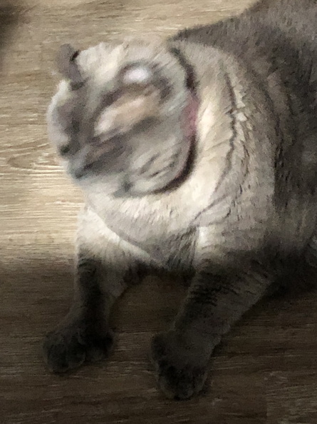 IMG_6609.jpeg