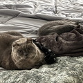 IMG 0011